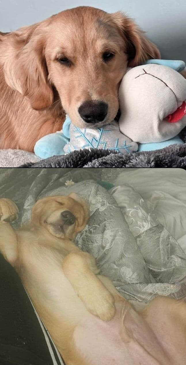 Golden Retriever Puppies breeder image 27