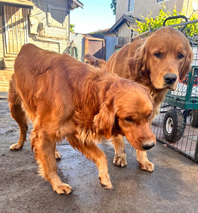 Golden Retriever Puppies media 3