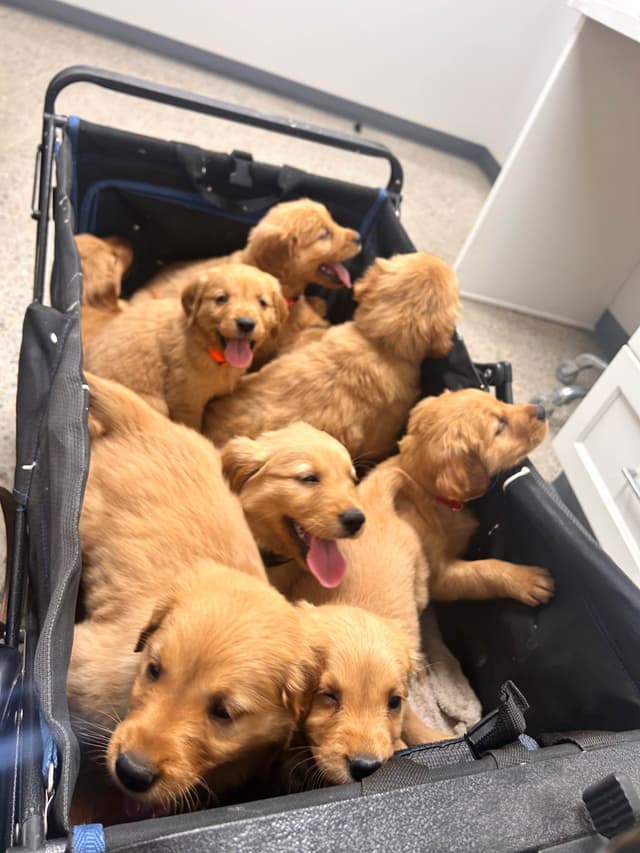 Golden Retriever Puppies media 4