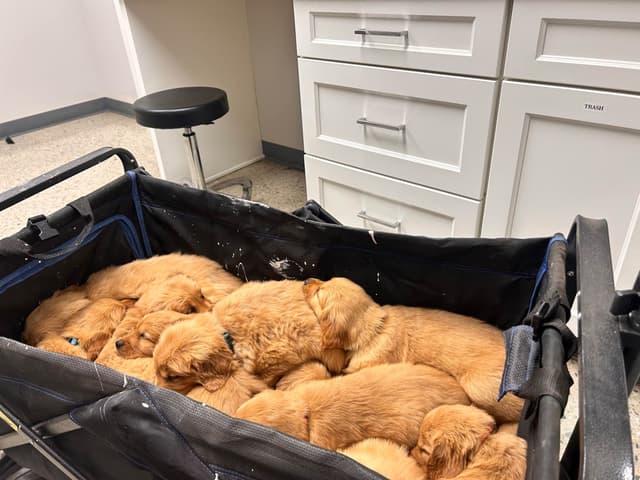 Golden Retriever Puppies media 5