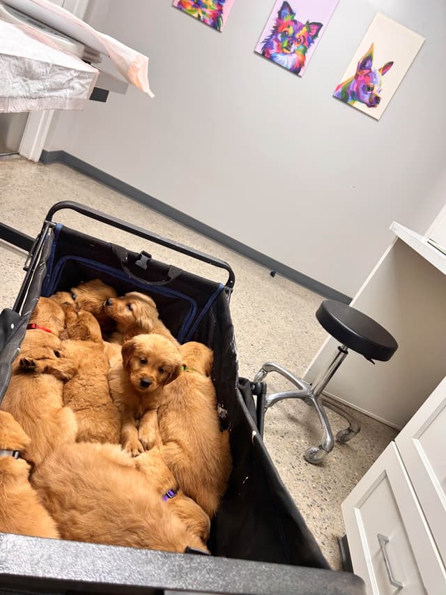 Golden Retriever Puppies media 6