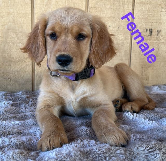 Golden Retriever Puppies media 7