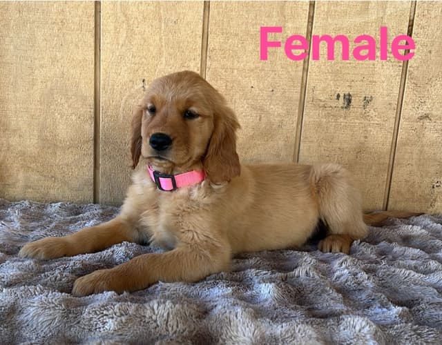 Golden Retriever Puppies media 8
