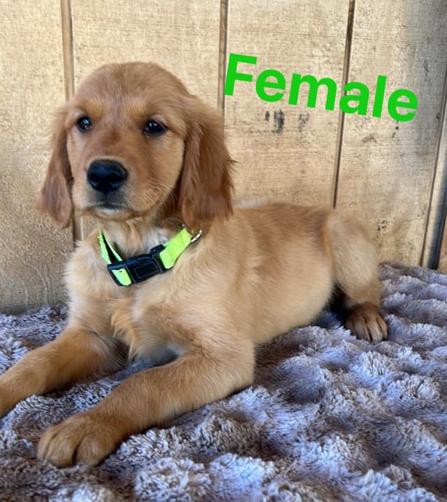 Golden Retriever Puppies media 9