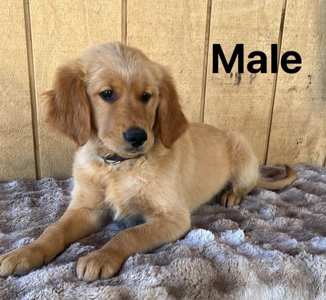 Golden Retriever Puppies media 10