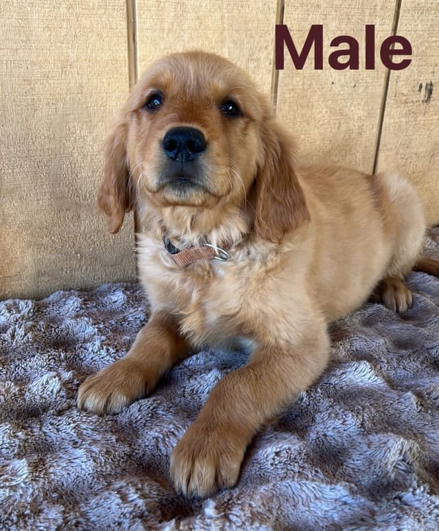 Golden Retriever Puppies media 11