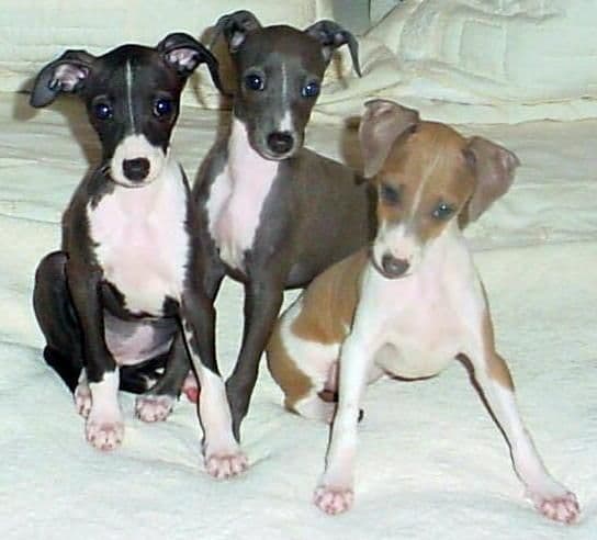Italian Greyhound Puppies breeder image 1