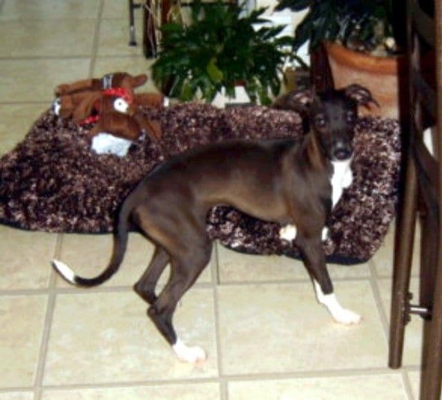 Italian Greyhound Puppies breeder image 4