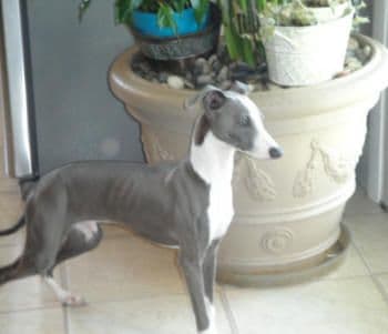 Italian Greyhound Puppies breeder image 5