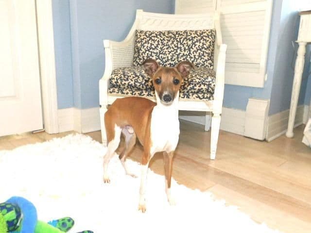 Italian Greyhound Puppies breeder image 6