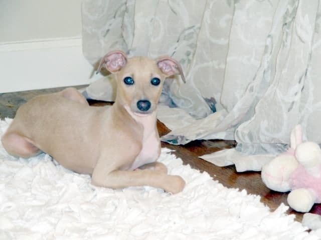 Italian Greyhound Puppies breeder image 7