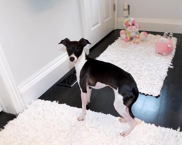 Italian Greyhound Puppies breeder image 8