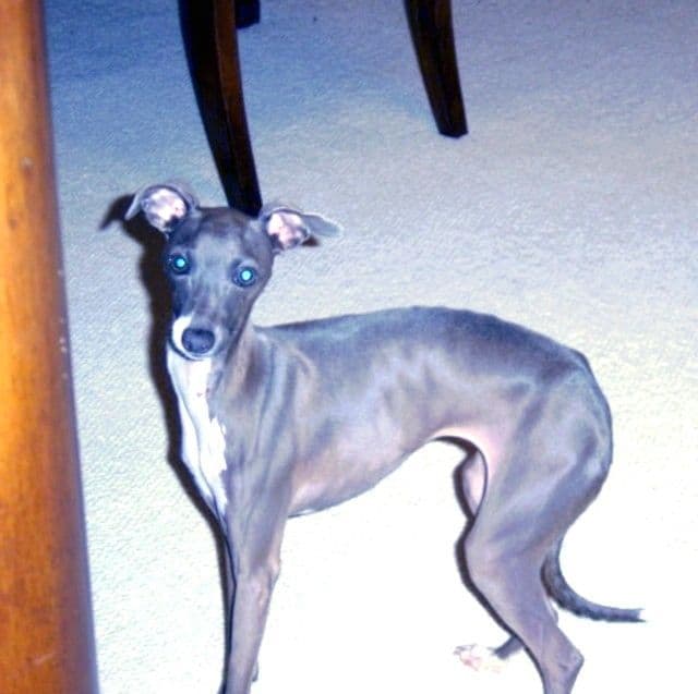 Italian Greyhound Puppies breeder image 9