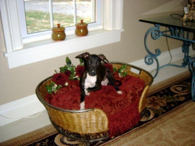 Italian Greyhound Puppies breeder image 10