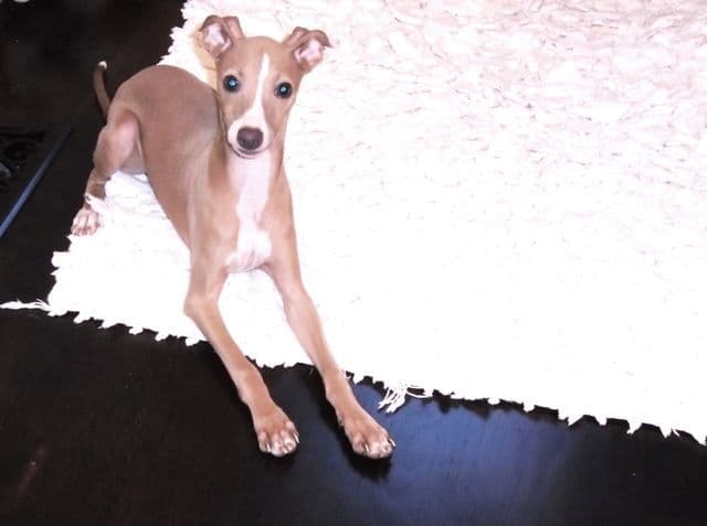 Italian Greyhound Puppies breeder image 13