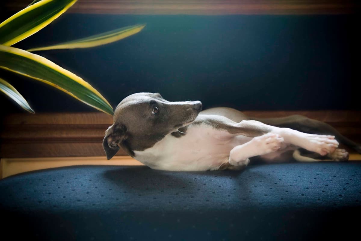 Italian Greyhound Puppies breeder image 2