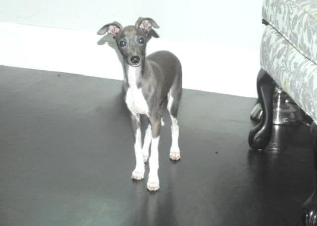 Italian Greyhound Puppies breeder image 12