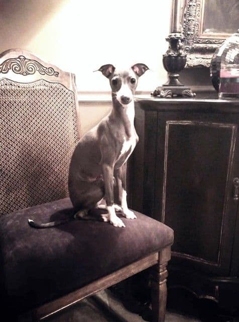 Italian Greyhound Puppies breeder image 14