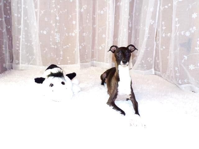 Italian Greyhound Puppies breeder image 16