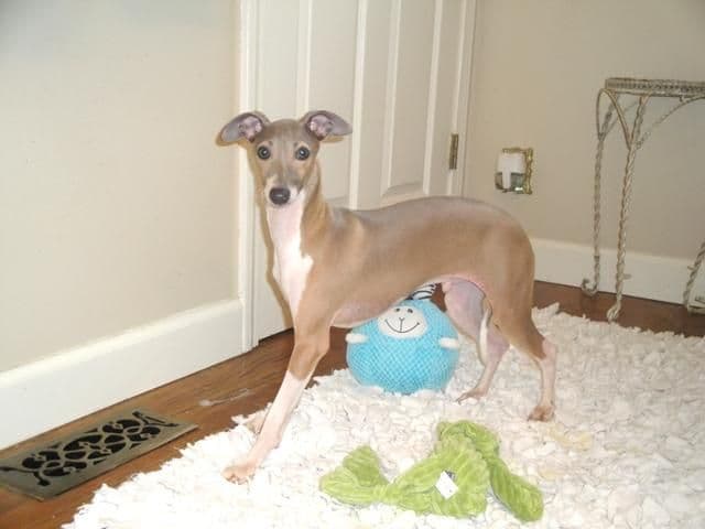 Italian Greyhound Puppies breeder image 15