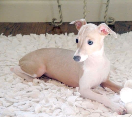 Italian Greyhound Puppies breeder image 17