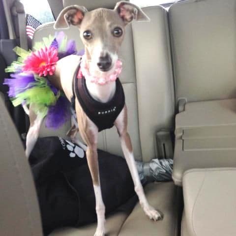 Italian Greyhound Puppies breeder image 19