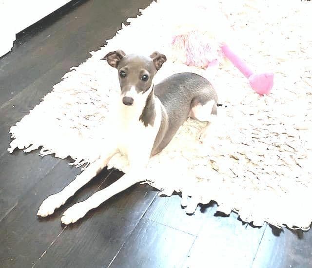 Italian Greyhound Puppies breeder image 18