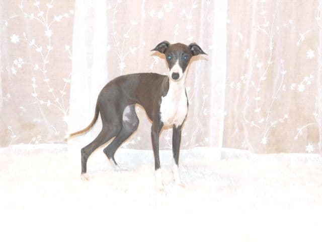 Italian Greyhound Puppies breeder image 20