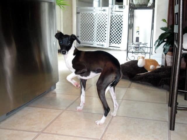 Italian Greyhound Puppies breeder image 22