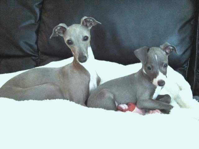 Italian Greyhound Puppies breeder image 24