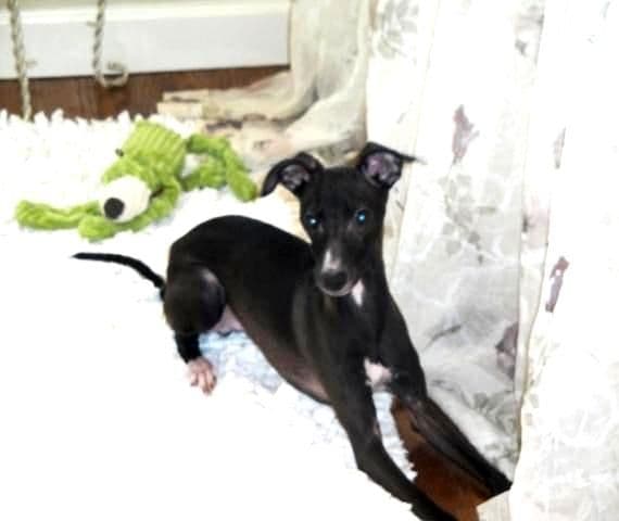 Italian Greyhound Puppies breeder image 25