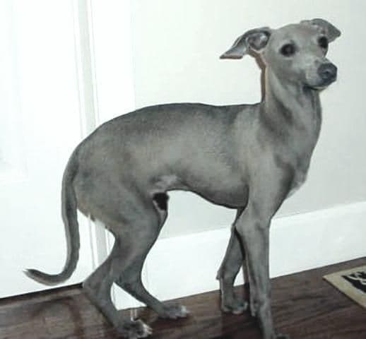 Italian Greyhound Puppies breeder image 26
