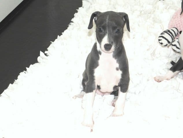 Italian Greyhound Puppies media 3