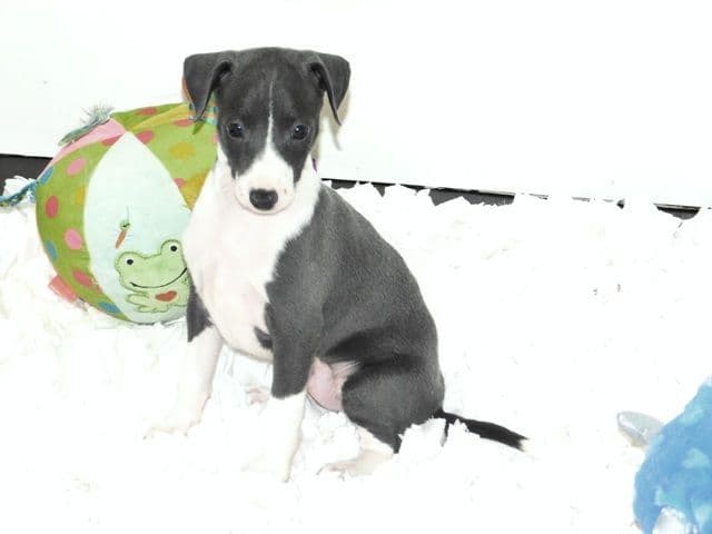Italian Greyhound Puppies media 5