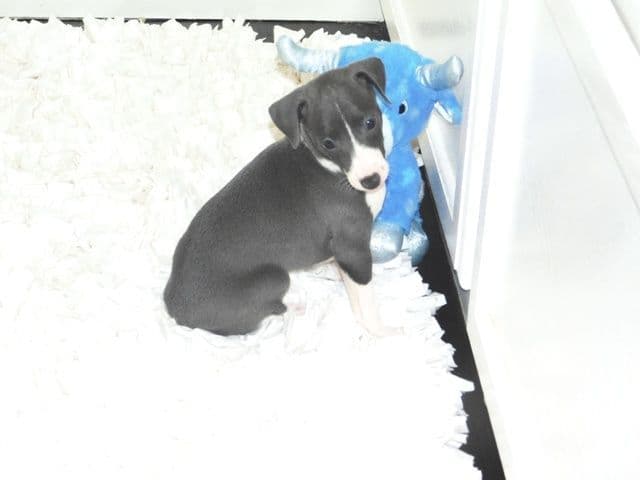 Italian Greyhound Puppies media 6