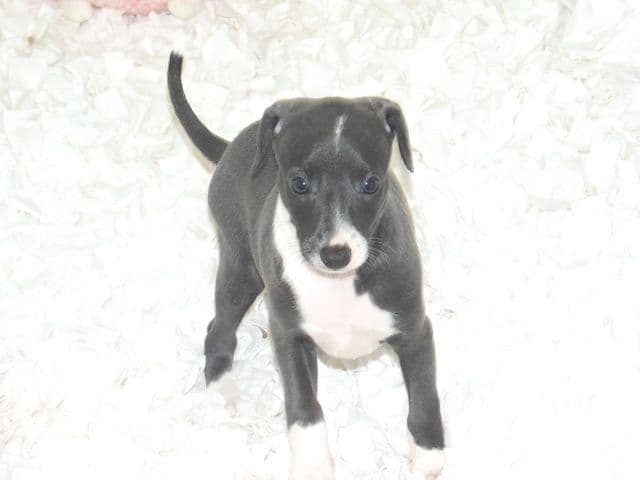 Italian Greyhound Puppies media 2