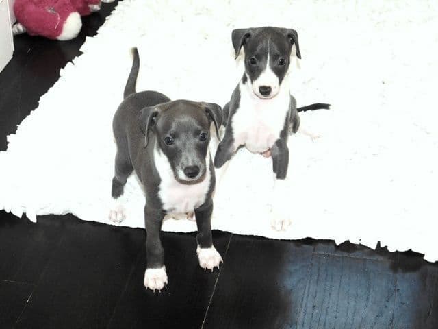 Italian Greyhound Puppies media 9