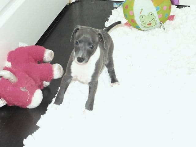 Italian Greyhound Puppies media 8