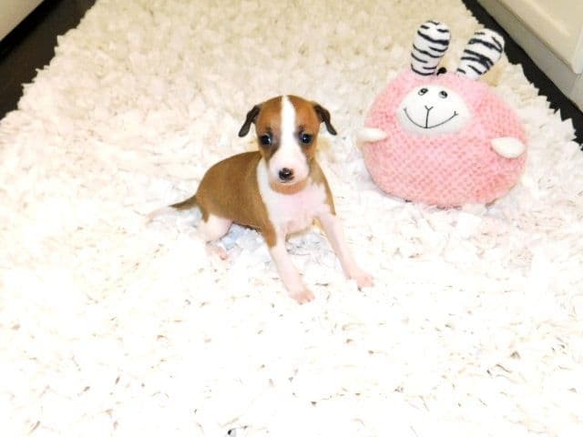 Italian Greyhound Puppies media 3
