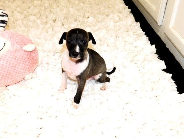 Italian Greyhound Puppies media 2