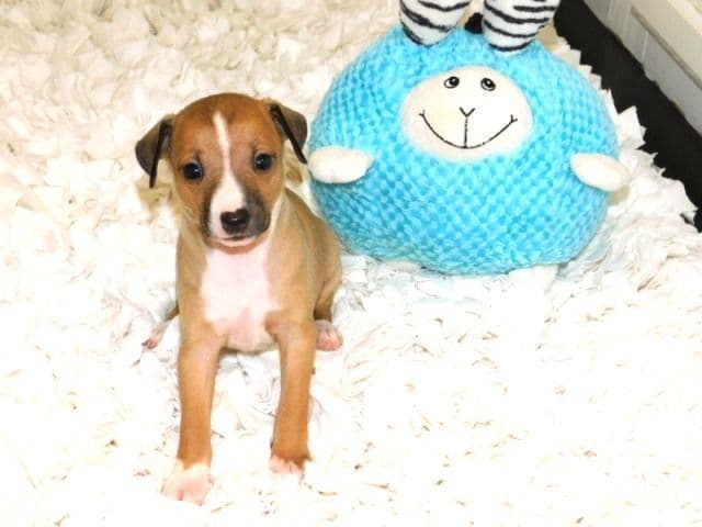 Italian Greyhound Puppies media 6