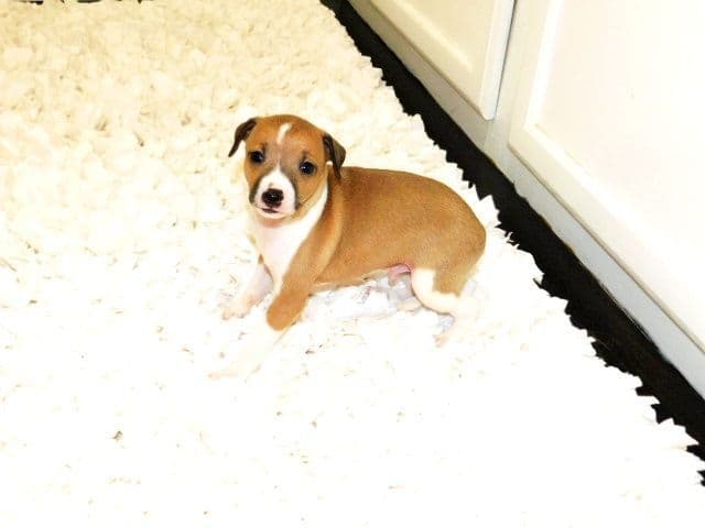 Italian Greyhound Puppies media 4