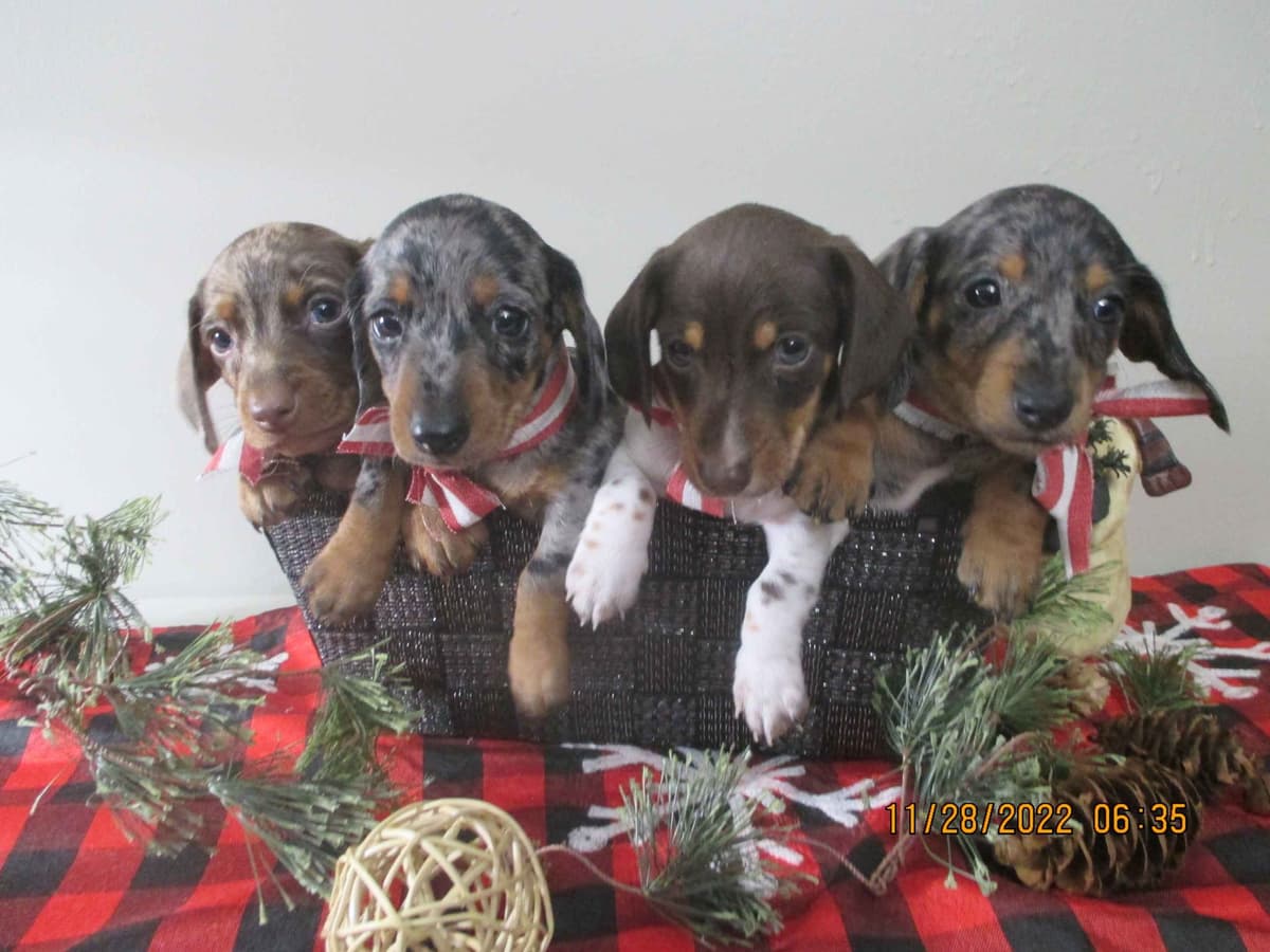 Dachshund Puppies breeder image 1