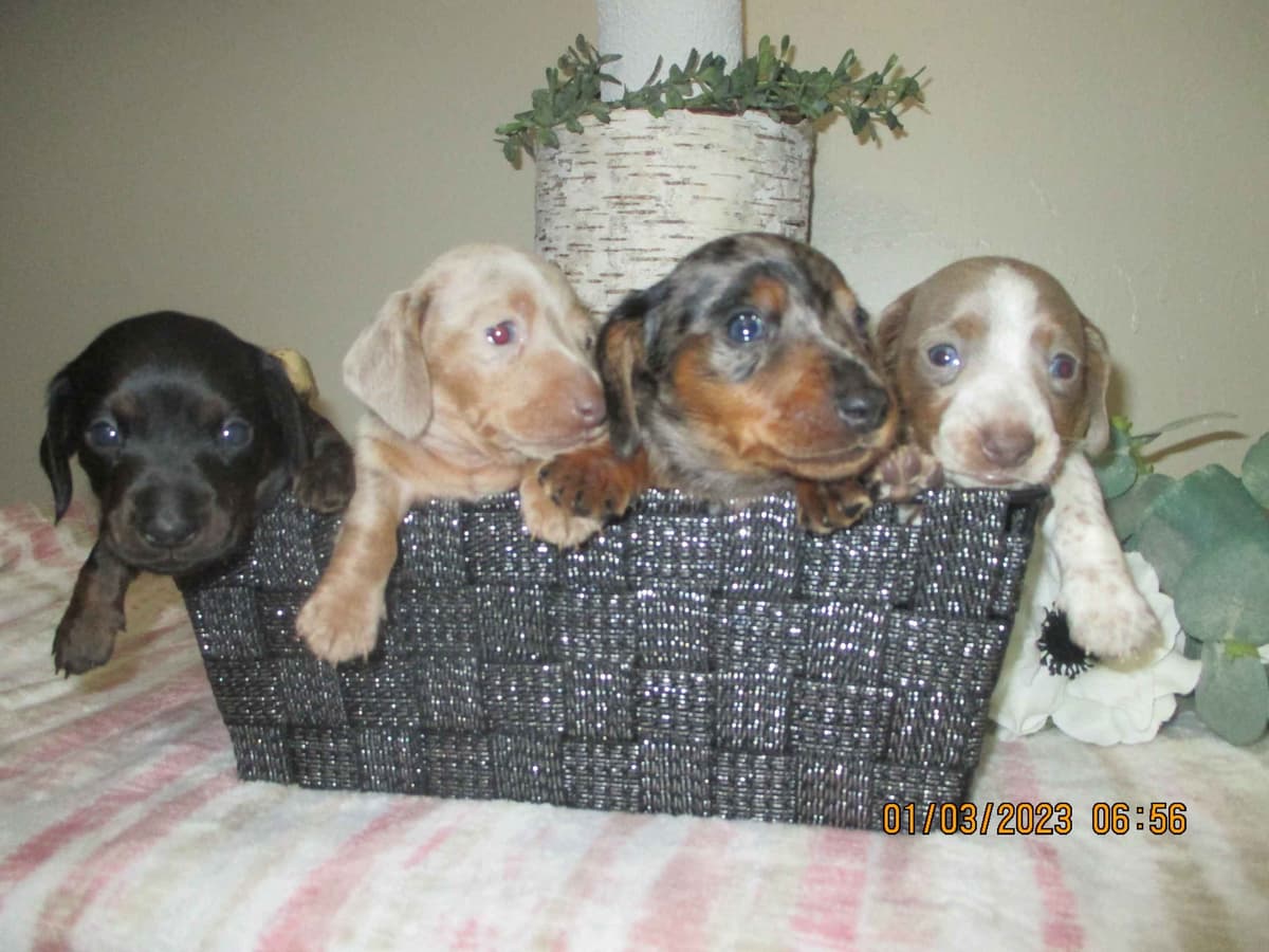 Dachshund Puppies breeder image 3