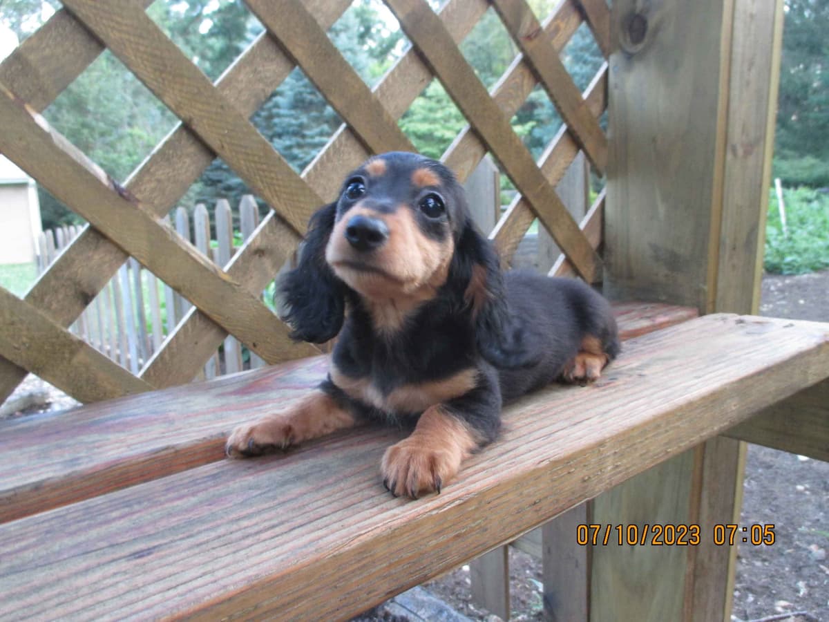 Dachshund Puppies breeder image 6