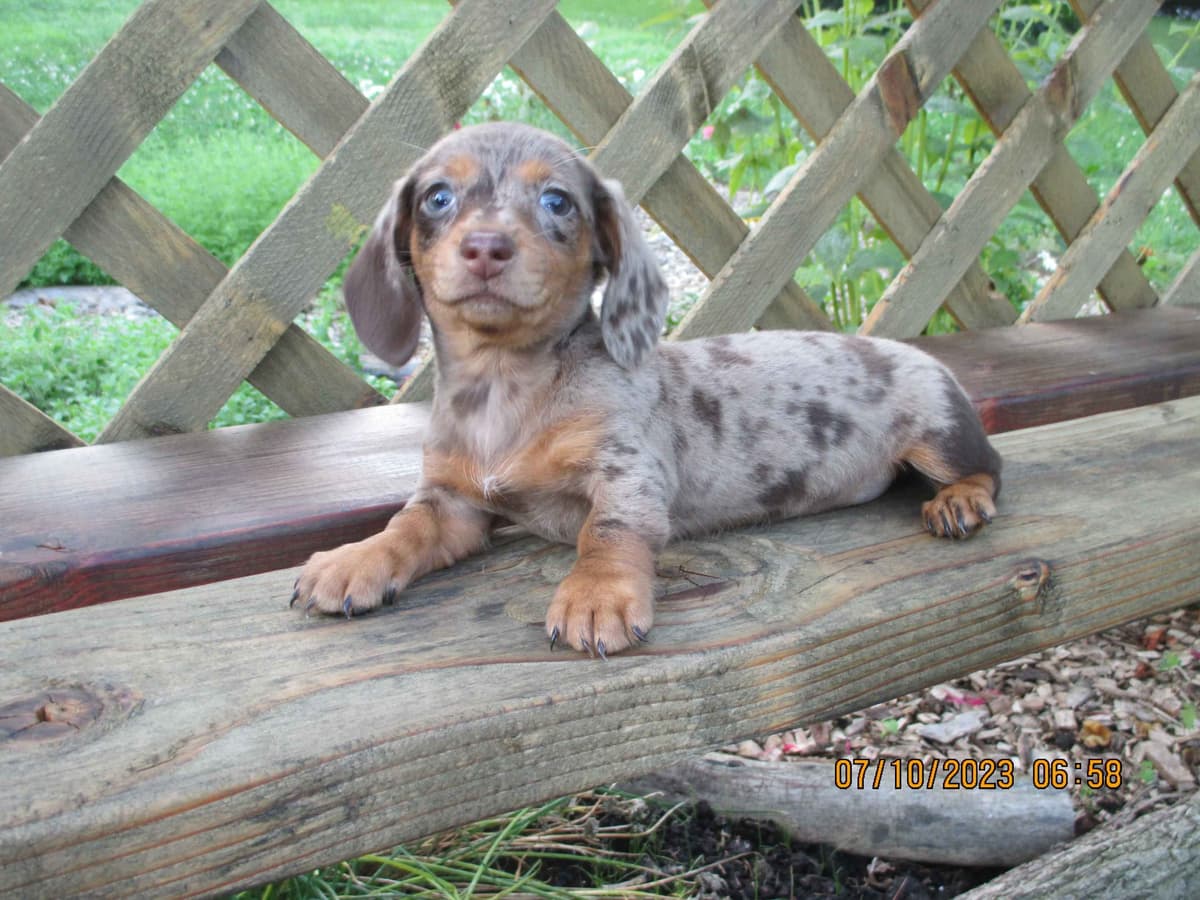 Dachshund Puppies breeder image 7