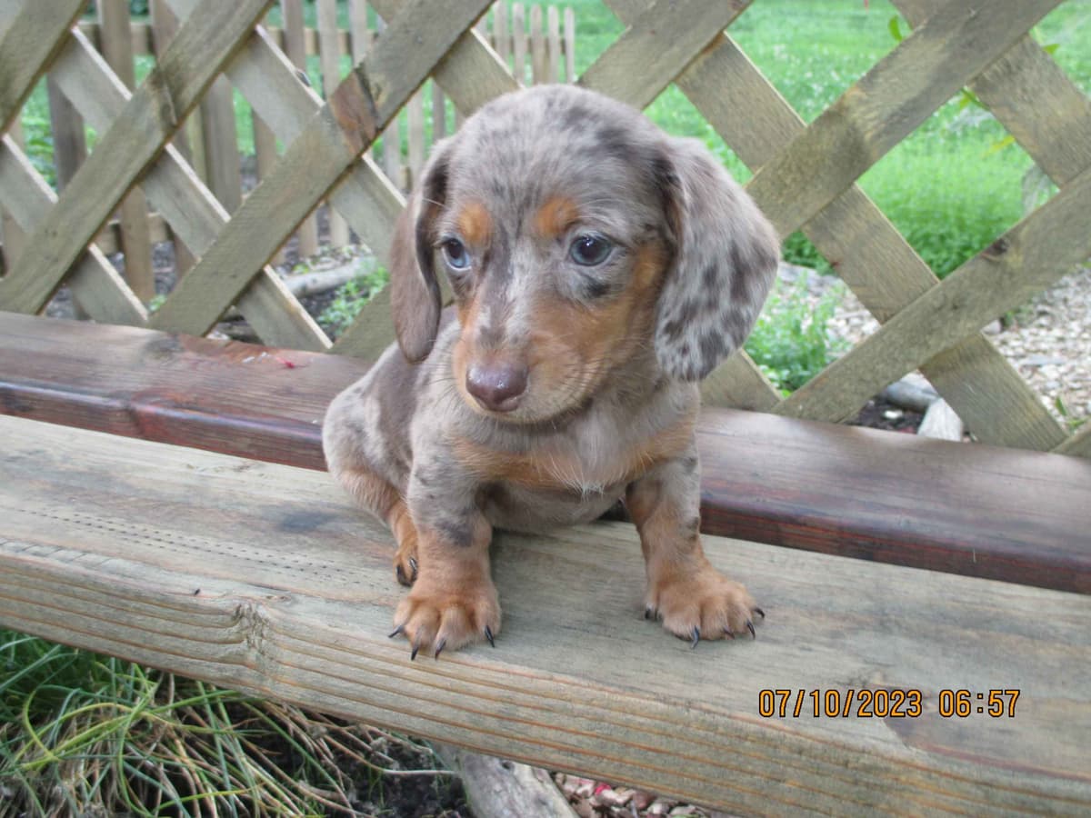 Dachshund Puppies breeder image 8