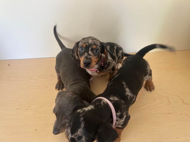 Dachshund Puppies media 2