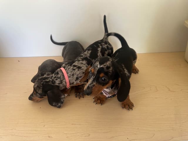 Dachshund Puppies media 3