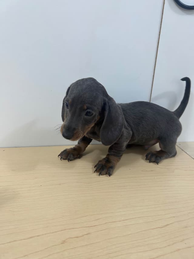 Dachshund Puppies media 4